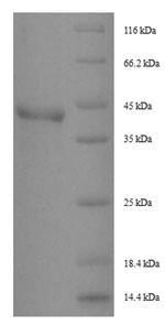 SDS-PAGE
