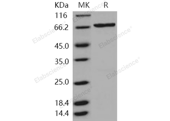 Валидация Elabscience PKSH031020(1829)
