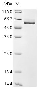 SDS-PAGE