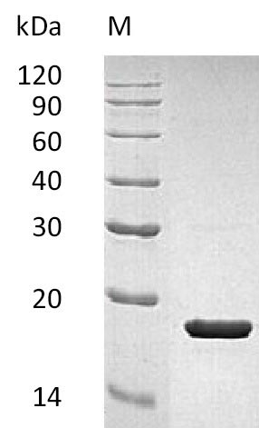 SDS-PAGE
