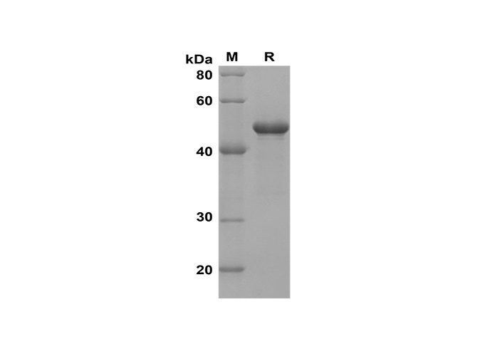Валидация Elabscience PDEH100624(136)