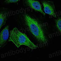 Валидация IF - AntibodySystem RHA36103 (42)