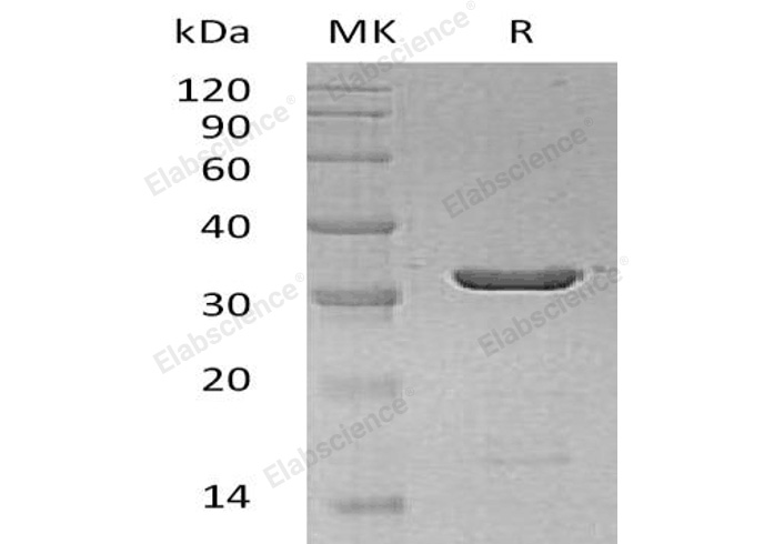 Валидация Elabscience PKSH032476(2946)