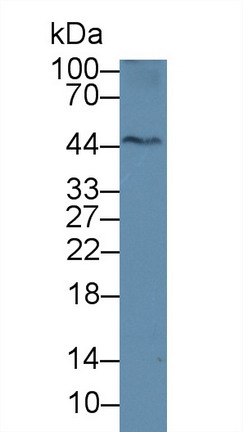 8917