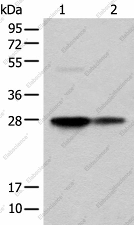 Вестерн-блоттинг, COA7, клетки HEPG2 и HL-60