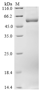 SDS-PAGE
