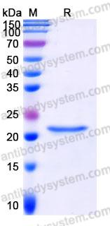 YHH24102, SDS-PAGE
