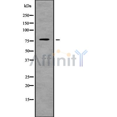 Валидация Affinity DF9864 - 22790
