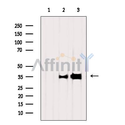 Валидация Affinity DF8011 - 19839