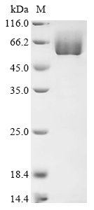 SDS-PAGE