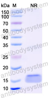 Валидация SDS-PAGE - AntibodySystem RHC09601
