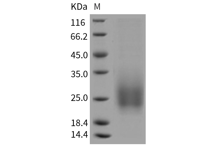Валидация Elabscience PKSM040452(4449)