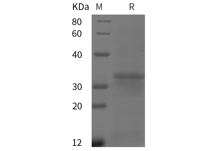 Валидация Elabscience PDMH100112(805)