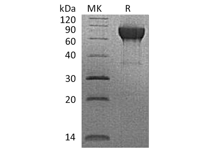 Валидация Elabscience PKSQ050077(5446)