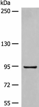 Валидация Elabscience E-AB-17889
