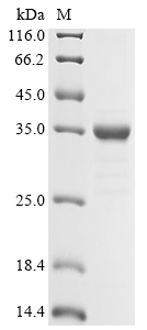 SDS-PAGE