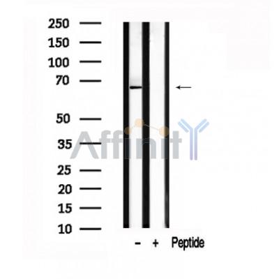 Валидация Affinity AF7576 - 4240
