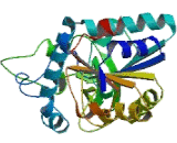 Sirtuin 5 (SIRT5) Sirtuin 5 (SIRT5)