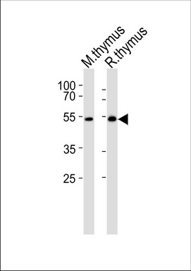 Валидация AssayVector ARM1661(1828)