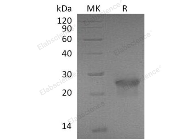 Валидация Elabscience PKSM040696(4676)