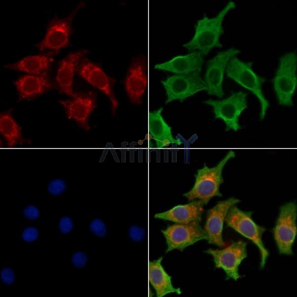 Валидация Affinity DF2441 - 13058