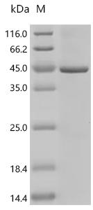 SDS-PAGE