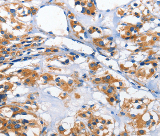 Валидация Elabscience E-AB-10929