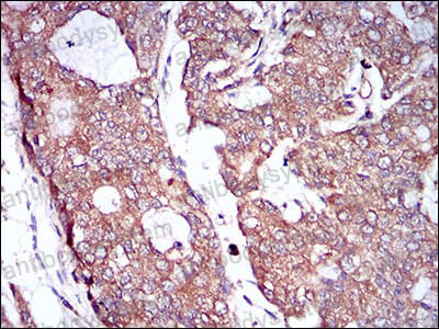 Валидация AntibodySystem RHC25203 (828)