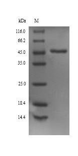 SDS-PAGE