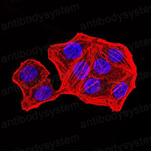 Валидация IF - AntibodySystem RHF03003 (971)