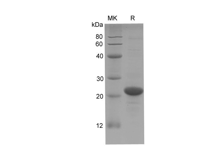 Валидация Elabscience PDEH100764(208)