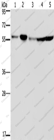 Вестерн-блоттинг, NUP50, клетки HeLa, 293T, A549, HT-29 и K562