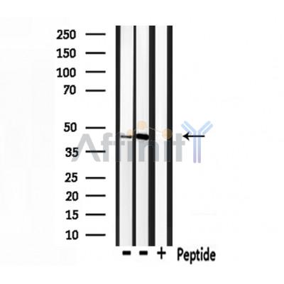 Валидация Affinity DF7688 - 19466