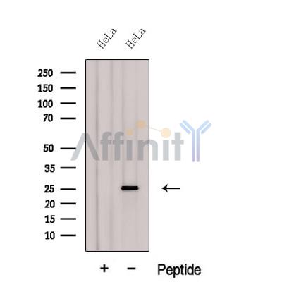 Валидация Affinity DF12623 - 7255
