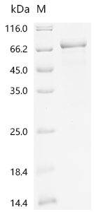 SDS-PAGE