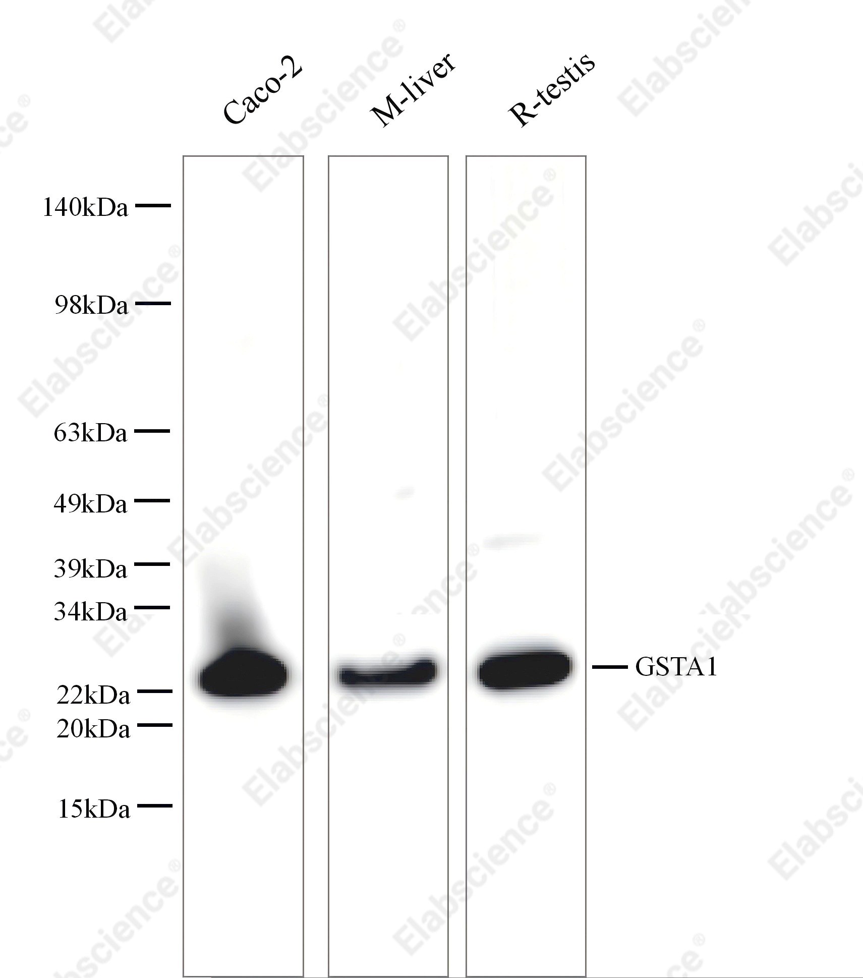 Вестерн-блоттинг, GSTA1, клетки Caco-2, ткань яичка крысы и ткань печени мыши