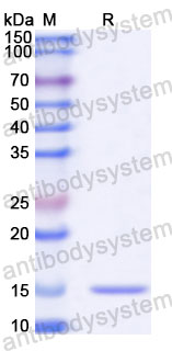 Валидация SDS-PAGE - AntibodySystem RHA43201
