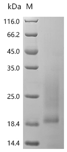 SDS-PAGE