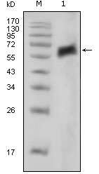 Валидация Affinity BF0290 - 5209