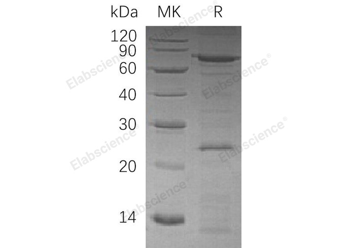 Валидация Elabscience PKSH033203(3552)
