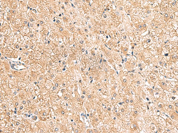 Валидация Elabscience E-AB-52903