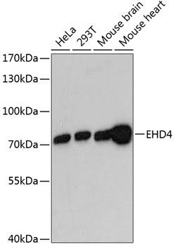 Валидация Elabscience E-AB-64820