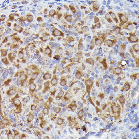 Валидация Elabscience E-AB-68266