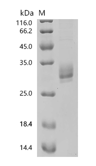 SDS-PAGE