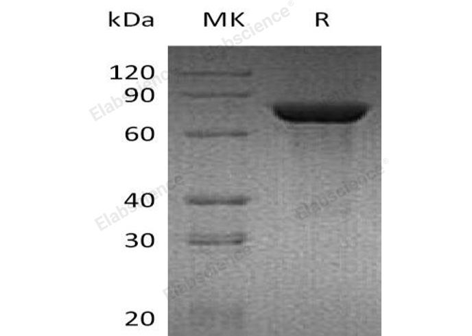Валидация Elabscience PKSM041171(5079)