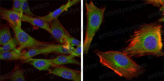 Валидация IF - AntibodySystem RHE72103