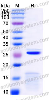 YHB98503, SDS-PAGE