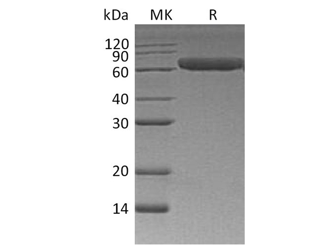 Валидация Elabscience PKSH033647(3932)