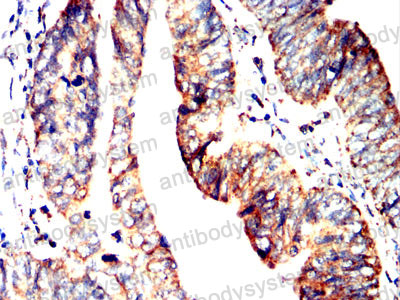 Валидация AntibodySystem RHC38801