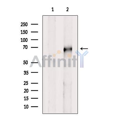 Валидация Affinity AF7006 - 4139